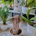 thumbnail image 1 of Langgg Train Indoor Potted Plants Upward With Sticks Support Train Plants To Grow Upward Unique 4pcs set, 1 of 6