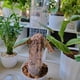 thumbnail image 4 of Naiovety La planta en conserva interior del ABS pega la ayuda única para el musgo fácil poste del crecimiento para las plantas Jardín y Patio Juego de 6 piezas, 4 of 6