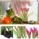 thumbnail image 2 of Acuario Tanks de pescado Landscaping Simulación de plantas artificiales Realista Waternmifoil, 2 of 6