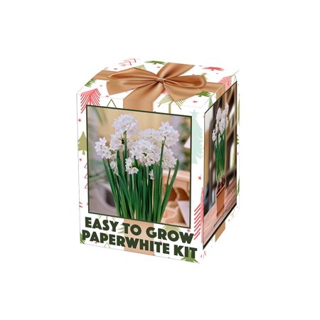 Ziva Paperwhite Narcissus Kit - 5 Bulbs - Pot, Planting Medium & Bulbs