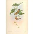 thumbnail image 2 of CAG 17x24 White Modern Wood Framed Museum Art Print Titled - Suthora Fulvifrous, 2 of 4