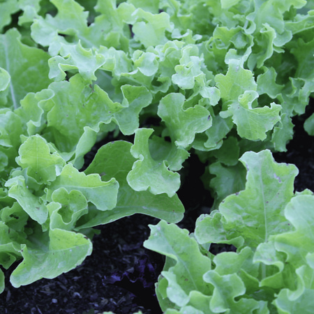 Everwilde Farms - 1000 Salad Bowl Leaf Lettuce Seeds - Gold Vault Jumbo Bulk Seed
