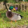 thumbnail image 5 of ABODELINE Lifelike Acrylic Mallard Garden Stake - Realistic Duck Decor for Outdoor Lawn, Yard, and Patio Decoration (10.4 inch), 5 of 6