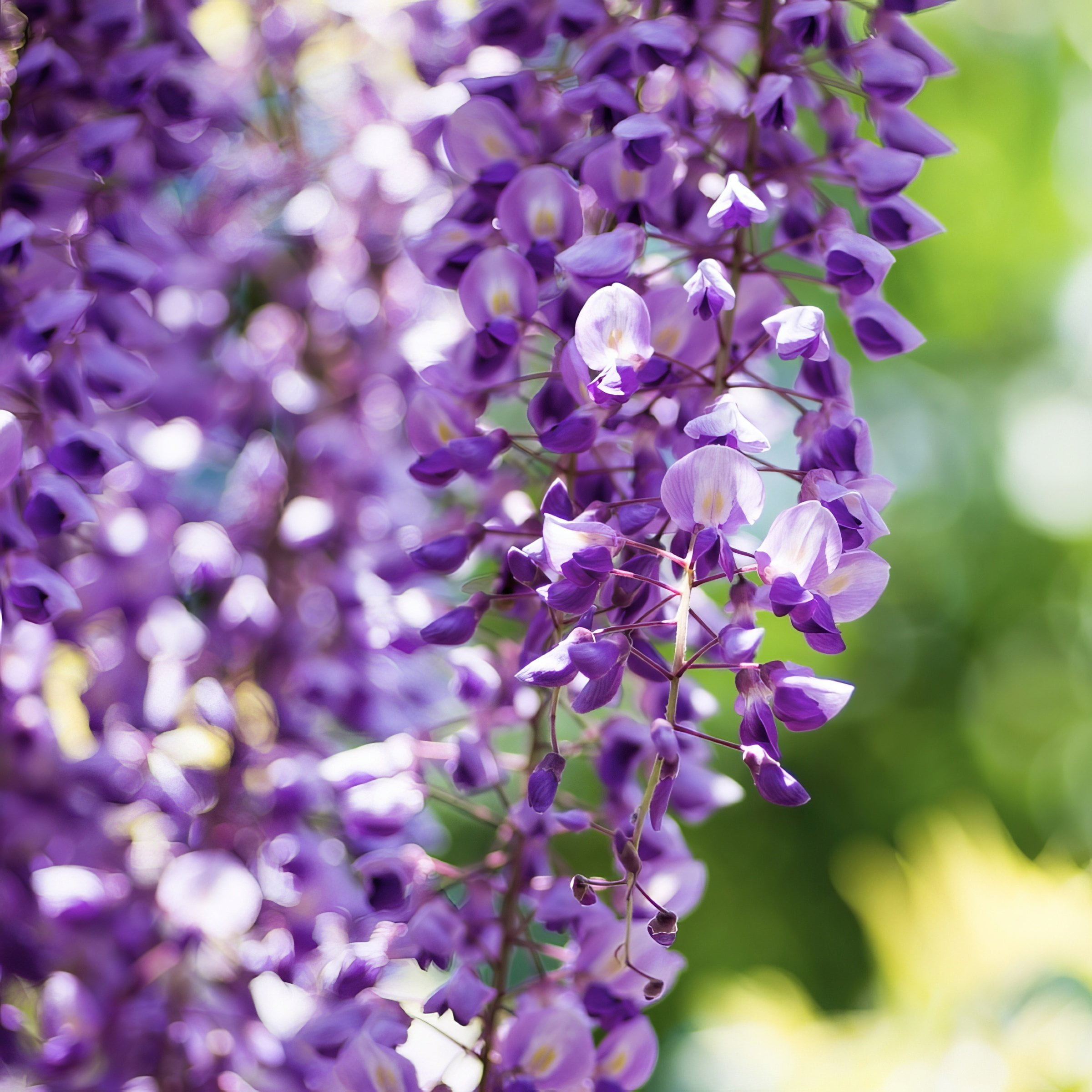 National Plant Network 3 gal. Wisteria Amethyst Falls Perennial Plant