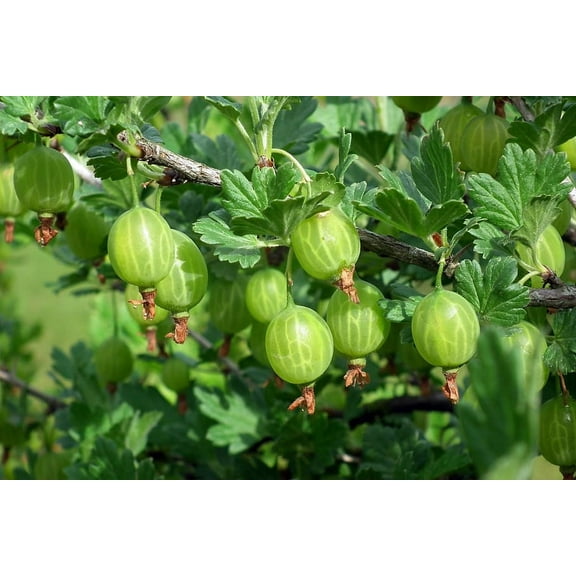 2 Little Ben Gooseberry Plant in 3.5" Pots