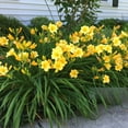 thumbnail image 5 of Stella D'Oro Daylily Yellow Flowers - 6 Bare Roots - Attracts Butterflies, Bees & Hummingbirds-Spring Garden Perennial, 5 of 6