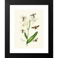 thumbnail image 2 of John Obadiah Westwood 11x14 Black Modern Framed Museum Art Print Titled - The Cabinet of Oriental Entomology Pl XIX (1848), 2 of 5