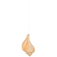 thumbnail image 2 of Hanging Air Plant Holder – Whelk Sea Shell and Live Tillandsia Airplant Gift Set, 2 of 6