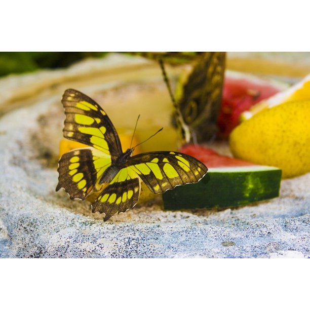 Watermelon Monarch Butterfly Butterfly Fruit20 Inch By 30 Inch