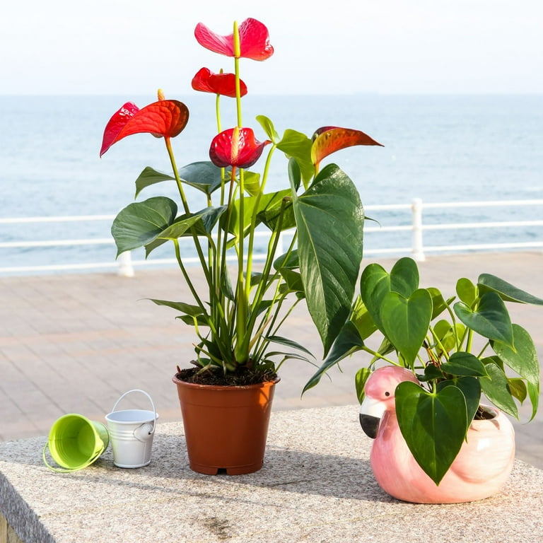 Anthurium Plant Potting Soil Mix, 4 Quarts, Indoor Houseplant - Walmart.com