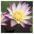 Purple Joy Live Annual Water Lily Perfect Pond Plant Pre Grown Bare