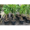 thumbnail image 6 of Cac MANGO TREE GRAFTED (2-4 Feet Tall). Ship to all states, 6 of 6