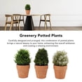 thumbnail image 4 of Planta Falsa De Interior, Simulación Altamente Realista, Plantas Artificiales En Maceta, Plástico, 3 Piezas Para Oficina, 4 of 7
