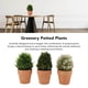thumbnail image 4 of Planta Falsa De Interior, Simulación Altamente Realista, Plantas Artificiales En Maceta, Plástico, 3 Piezas Para Oficina, 4 of 7