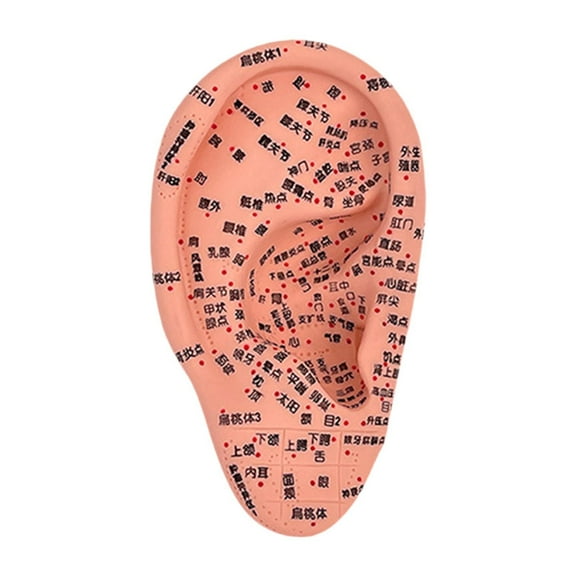 Serenable Ear Model Reflexology Acupoint Learning Display Multifunctional Study Smooth Auricular Acupoint Model School Accessories 16cm