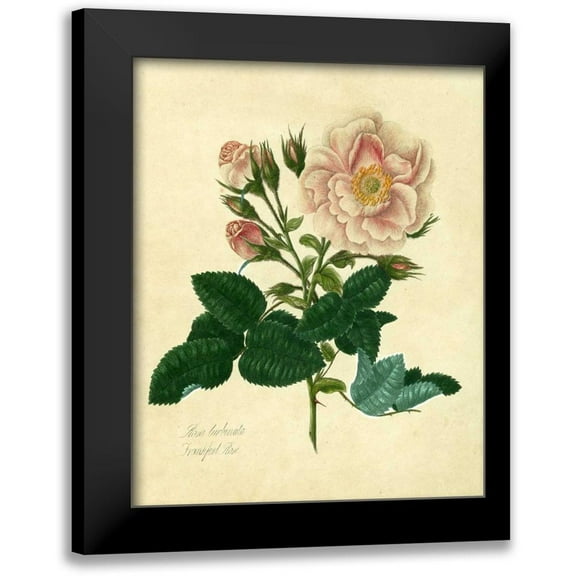 Lawrence, Mary 12x14 Black Modern Framed Museum Art Print Titled - Frankfort Rose