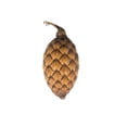 thumbnail image 1 of Vickerman H7CAF000 0.8 Po. Fruit de Canne, Naturel - 1 kg par Unité, 1 of 1