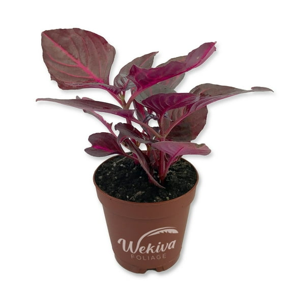Bloodleaf Plant - Chicken Gizzard - 1 Live Starter Plant - Iresine Herbstii - Vibrant Maroon Foliage Colorful Tropical Easy Care Houseplant