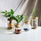 thumbnail image 3 of Jarrón de vidrio hidropónico creativo, micropaisaje transparente, decoración ecológica para pecera, arreglo floral con plantas hidropónicas de rábano verde, manualidades, 3 of 6