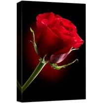 Canvas Prints Wall Art - Closeup of Red Rose Flower Against Black Background | Modern Wall Decor/Home Decoration Stretched Gallery Canvas Wrap Giclee Print & Ready to Hang - 24" x 36"