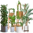 thumbnail image 4 of Moss Pole Craft911 - Soporte flexible para plantas (122 cm), 4 of 7