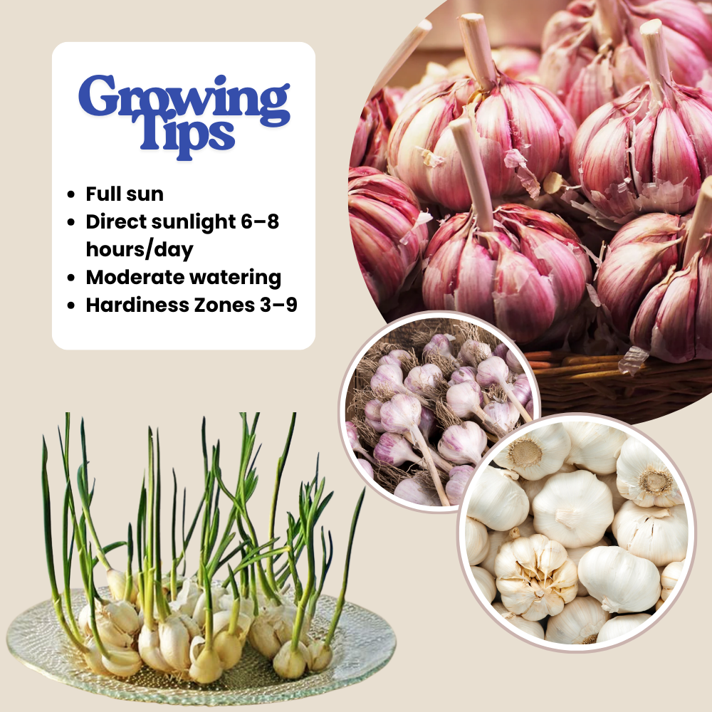 4 Mix Garlic Bulbs for Growing, Assorted Variety, Planting Outdoors, Hardneck Softneck Garlic Ready to Grow