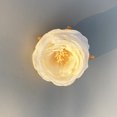 thumbnail image 1 of Cabeza de flor de rosa, tela de seda, cabeza de flor de camelia, flor falsa, té romántico francés, rosa, flor de peonía, 1 of 1