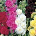 thumbnail image 4 of Ferry-Morse 400MG Hollyhock Summer Carnival Mix Annual Flower Seeds, Full Sun, 4 of 11