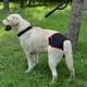 thumbnail image 5 of Pantalones fisiológicos para mascotas Pañales de reciclaje de reciclaje pegatina lavable Pantalones cortos Pantías sanitarias Absorbent Solicitudes Seguridad Suministros de uso negro M Inevent PT000669-08, 5 of 6