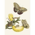thumbnail image 2 of Maria Sibylla Merian 19x24 Black Ornate Framed Double Matted Museum Art Print Titled: Baccores (1705), 2 of 5