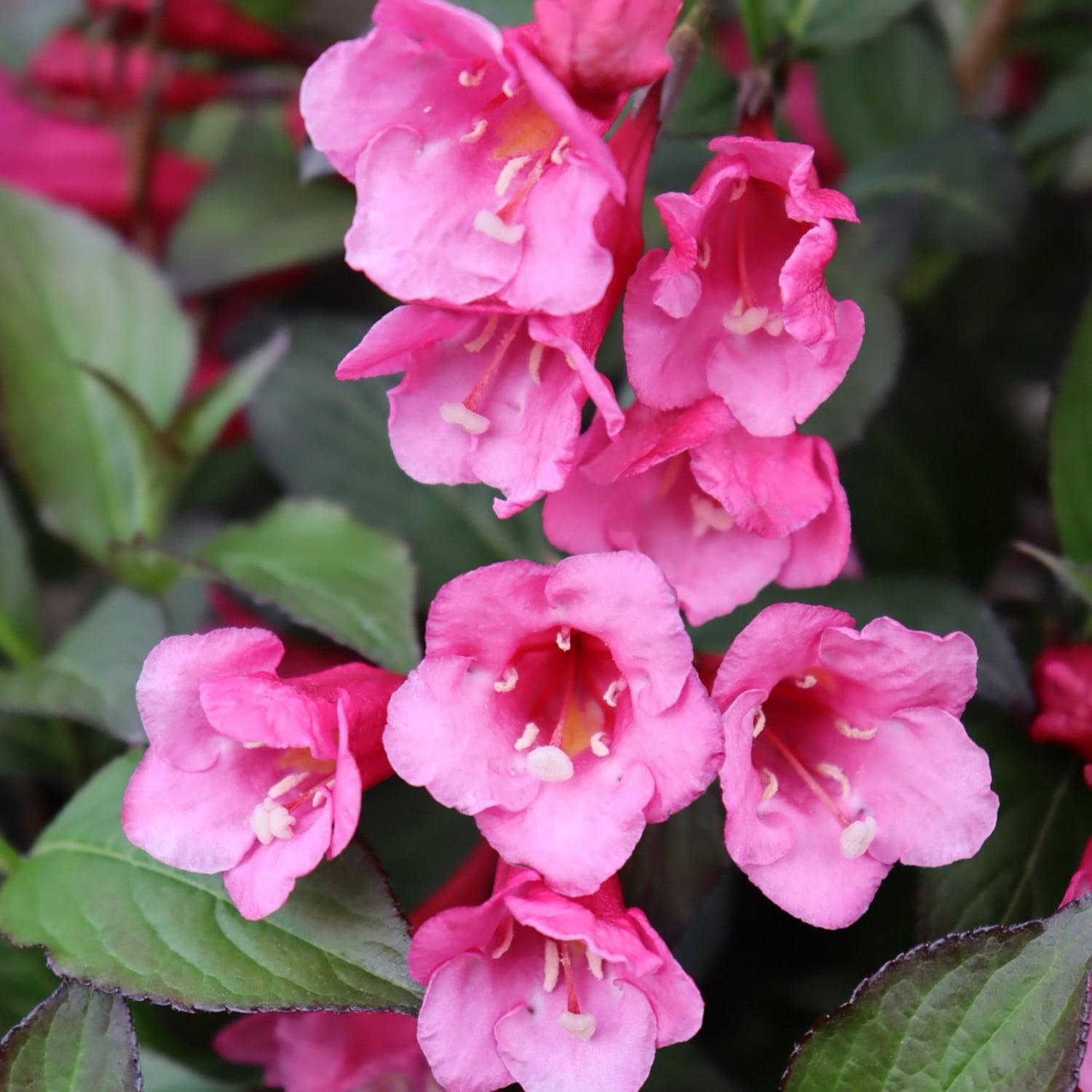 Proven Winners ColorChoice 6" Pink Sonic Bloom Wine Weigela Live Plant in 7.5" Pot