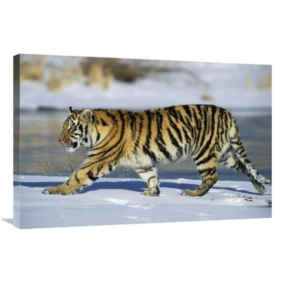 24 x 36 in. Siberian Tiger Cub Walking in Snow, Native to Siberia Art Print - Konrad Wothe