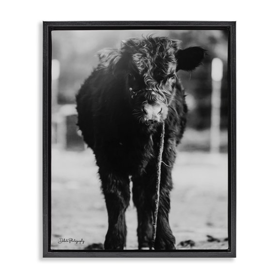 Stupell Industries Rustic Lodge Baby Cattle Calf Grazing Rural Farm Photography Black Floating Frame Canvas Art, 17 x 21, by Dakota Diener