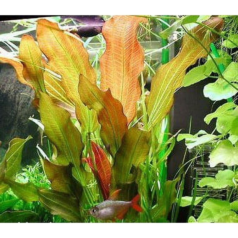 100 plant derived hemi squalane Hemi Squalane 100% Plant Based Derived from Sugarcane | For Face and Hair main image 1