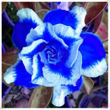 Desert Rose ,Fall or Spring Indoor or Outdoor(Desert Rose for Planting) Continuously, Drought Tolerant,Desert Rose For Sale