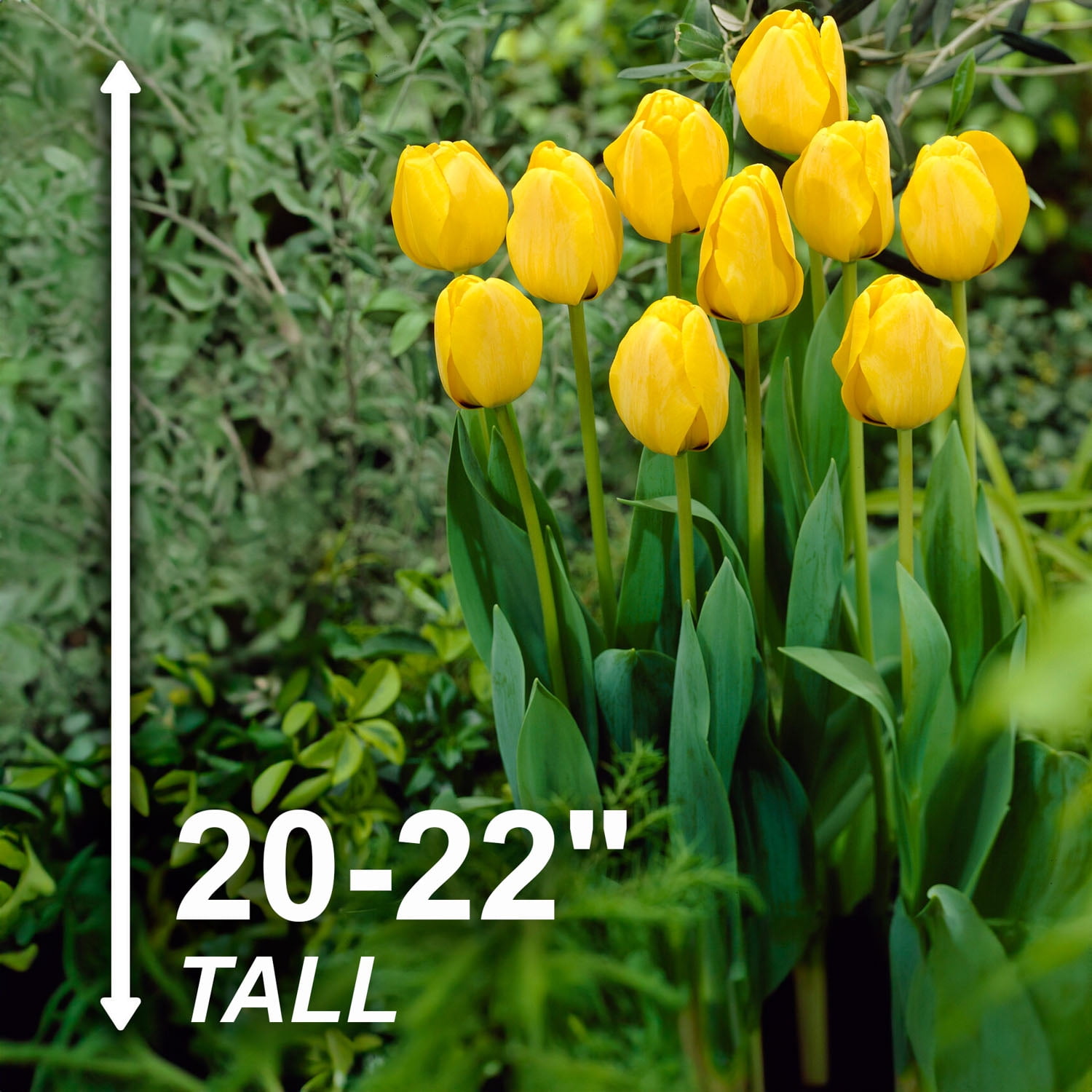 Garden State Bulb Darwin Hybrid Golden Apeldoorn Tulip Flower Bulbs, 12/+ cm (Bag of 250)