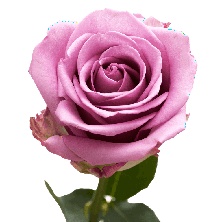Lavender roses 2024