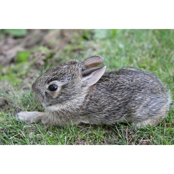 Little Mammal Rabbit Cute Baby Bunny Small Animal 12 Inch By 18 Inch Laminated Poster With Bright Colors And Vivid Imagery Fits Perfectly In Many Attractive Frames Walmart Com Walmart Com