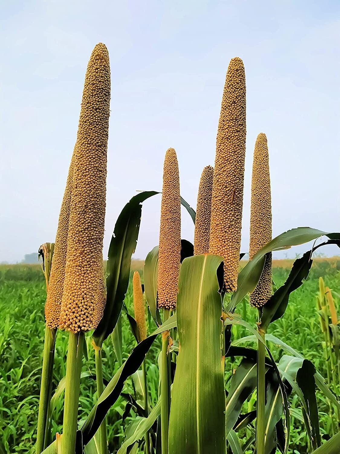 Pearl Millet Grass Seeds for Planting Pennisetum glaucum Ornamental