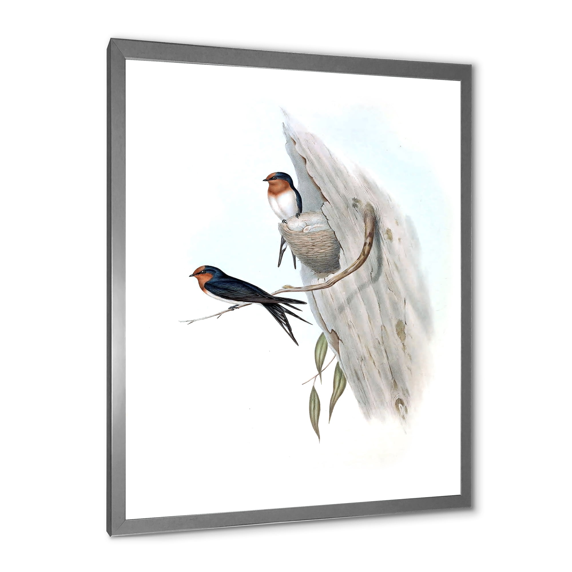 Designart 'Ancient Australian Bird Illustrations II' Traditional Framed Art Print