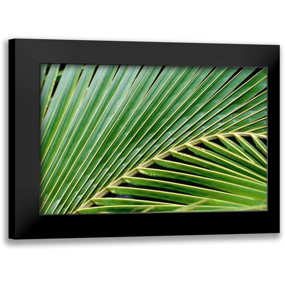 Blue, Cyril 14x10 Black Modern Framed Museum Art Print Titled - Palm Frond