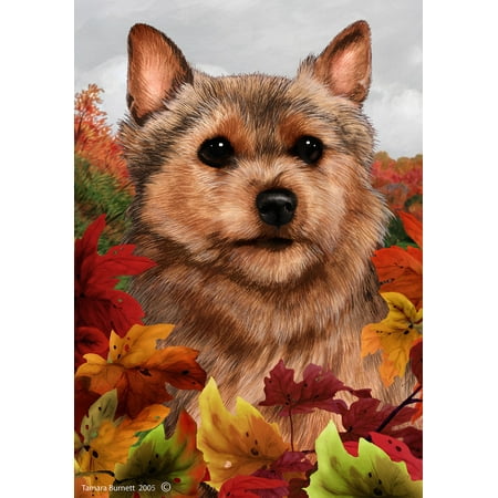 Norwich Terrier - Best of Breed Fall Leaves Garden