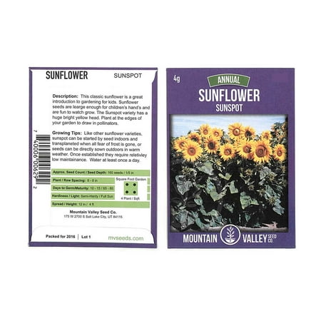 Sunflower Flower Garden Seeds - Sunspot - 4 g Packet - Annual Wildflower Gardening Seeds - Sun Spot Sun