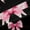 Black Pink, variant on Homewish Modern Fashion Bowknot Black Out Curtains for Kids, Black Pink Bow-tie Curtains Pack of 2 (42x63 Each), Princess Style Bedroom Curtains, Window Curtains Decor