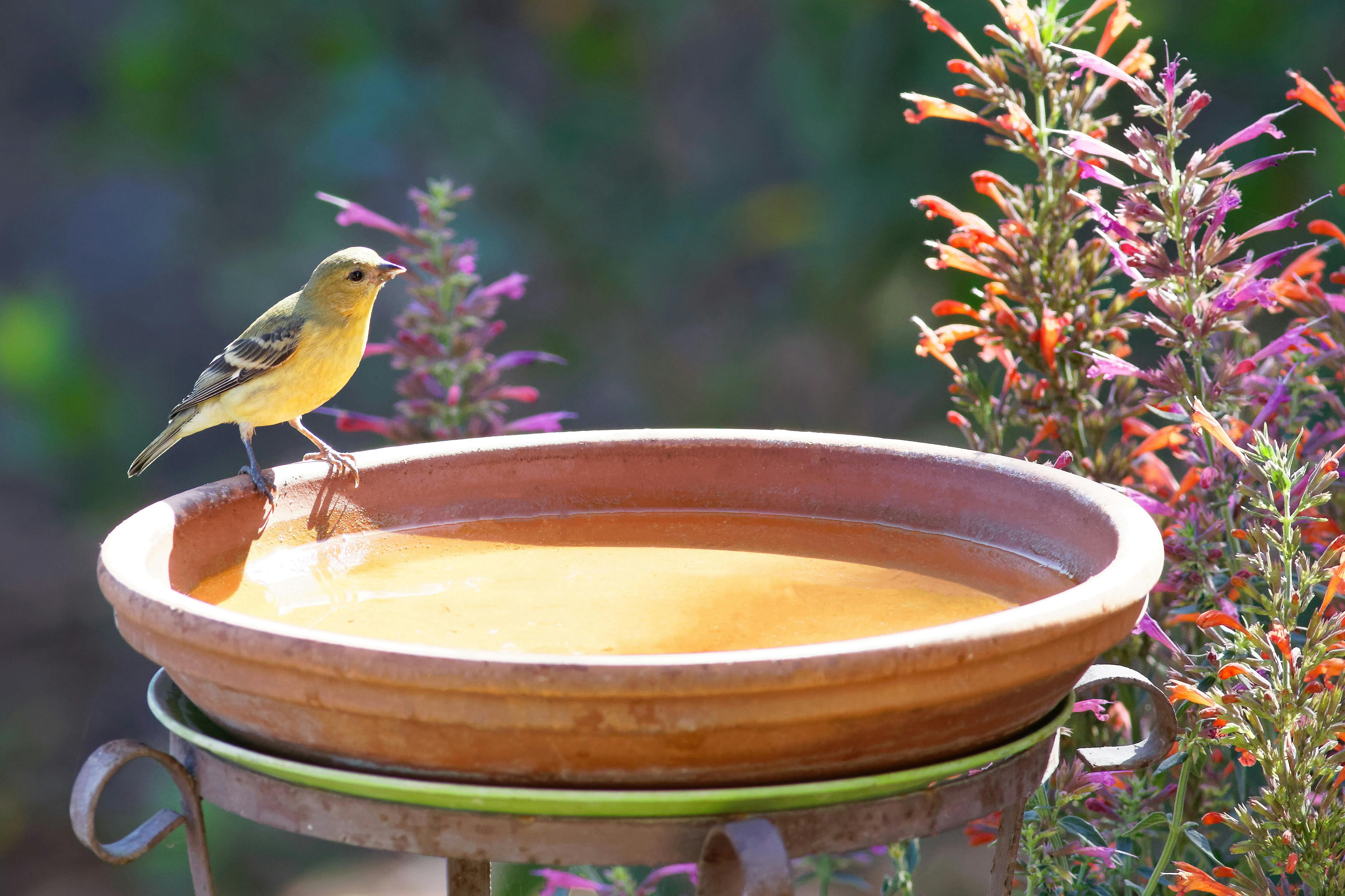Nyhpar 4Pcs Bird Bath Copper Disk,99.99% Pure Copper Bird Bath Purification Disk,Universal Fit for Outdoor Ceramic/Concrete/Stone Bowl
