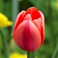 thumbnail image 2 of Tulip Flower Bulbs Single Form, Avignon from Easy to Grow Bulbs, 2 of 6