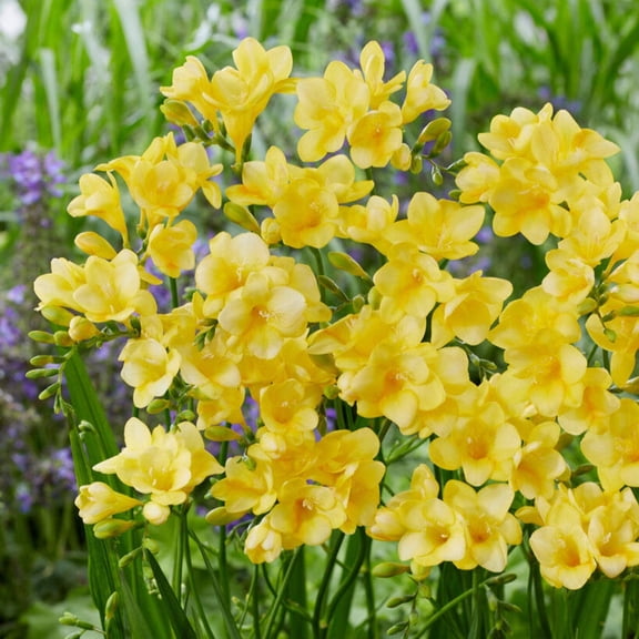Easy to Grow Freesia Single Yellow 15 Plant Bulbs, Fragrant Flowers Spring Zones 9-11