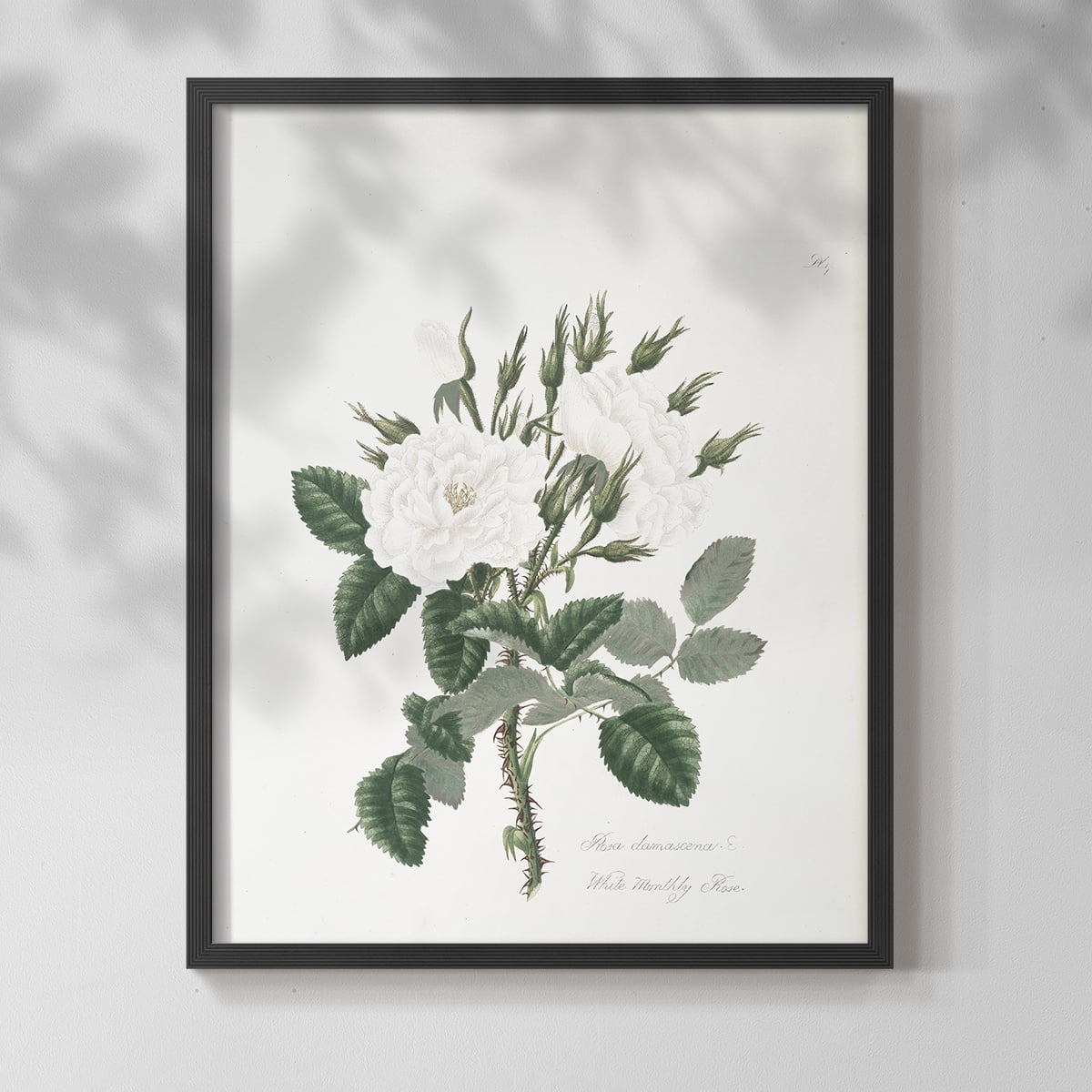 Vintage Floral Print CCXX - 14in. x 11in. Vintage Framed Print in Black Wood Frame