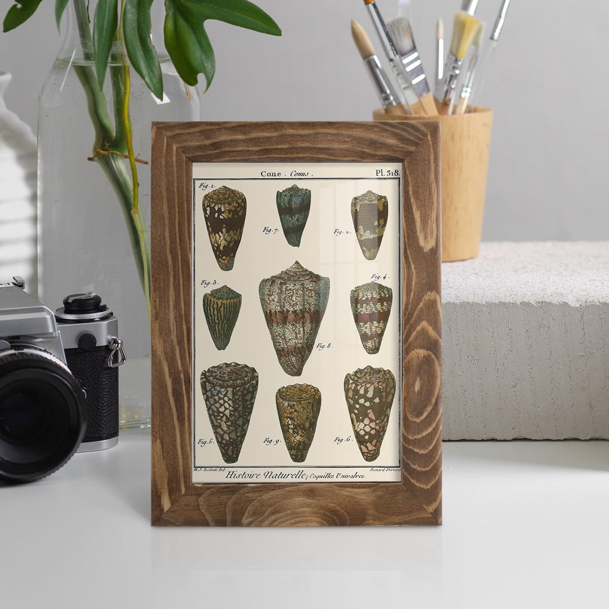 Cone Shell pl. 318 -Framed Print w/glass-Walnut