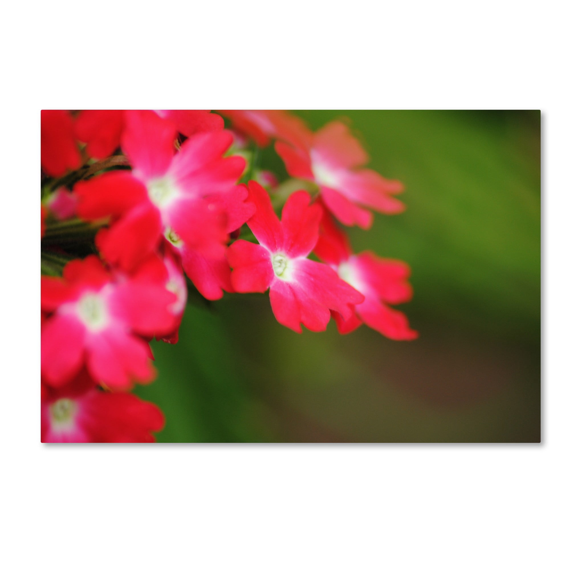 Trademark Fine Art "Paired Ornament" Canvas Art by Monica Mize
